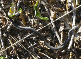 Ring-necked Snake